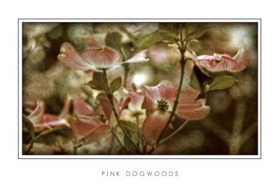 Pink Dogwoods