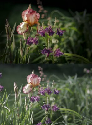 Iris sample.jpg