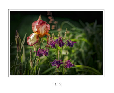 Iris3.jpg