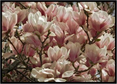 Magnolias.jpg