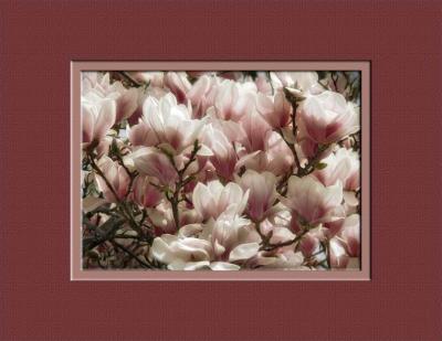 Magnolias with 11X8.5 inch Mat.JPG