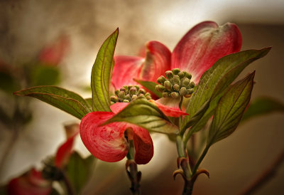 Dogwood Original.jpg