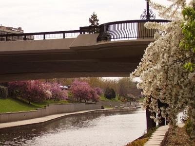 The flowering trees along the river