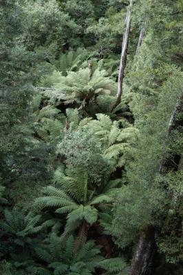 LOOKING DOWN ON THE CANOPY FROM THE OTWAY FLY