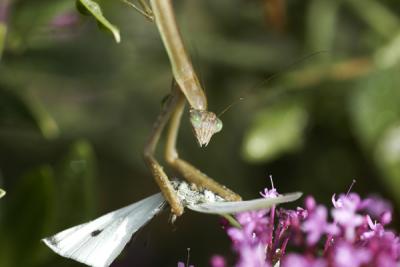 MANTIS AT LUNCH