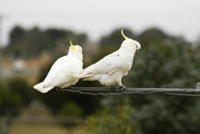 SULPHUR CRESTED COCKATOOS  ON OUR CLOTHES LINE
