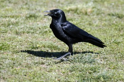 A VERY SHINY CROW.