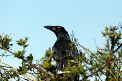 PIED CURRAWONG