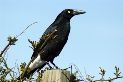 PIED CURRAWONG