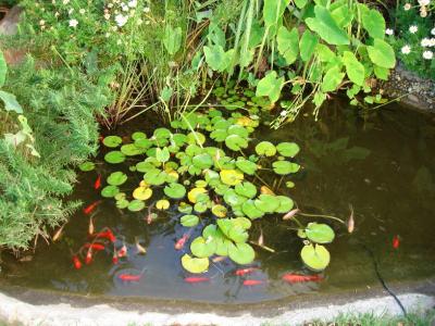 Fish Pond Outside Bedroom.jpg