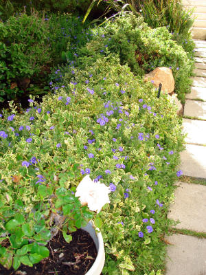 Flowers at Garden.jpg