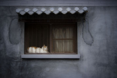 Hutong Cat