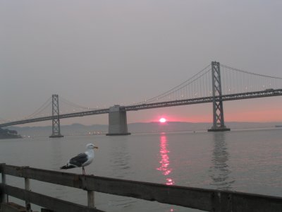 Bay Bridge (and seagull)