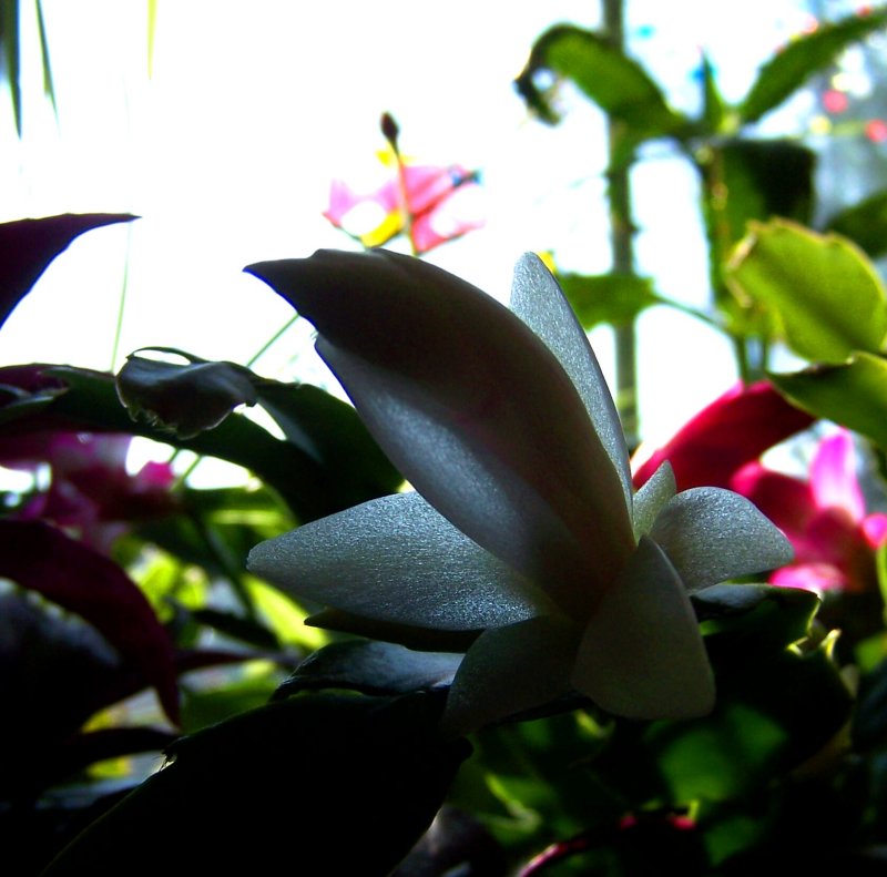 Beauty...