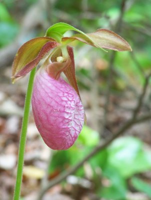 Lady Slipper