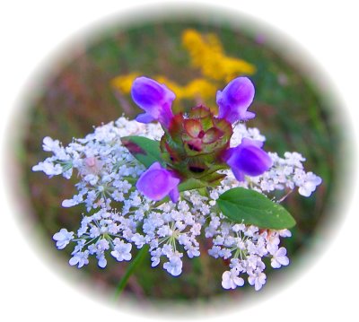 Wild....Flowers