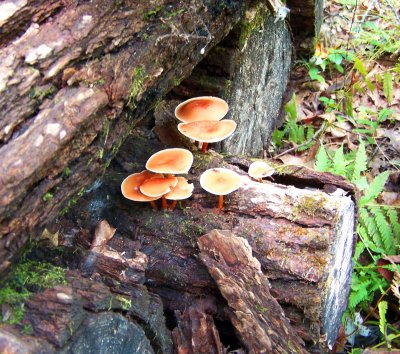 Growing on a Log