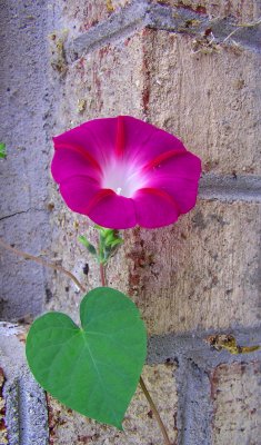 Pink Morning Glory