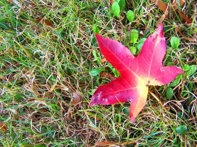 Nature's Exclaimation Mark