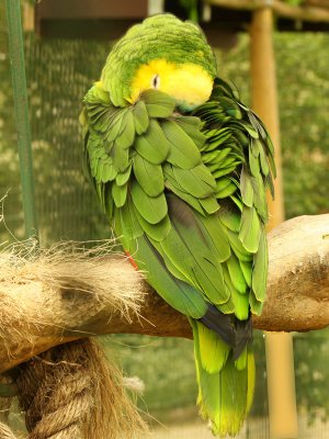 Tired Parrot