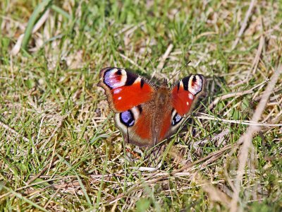 Peacock Butterfly