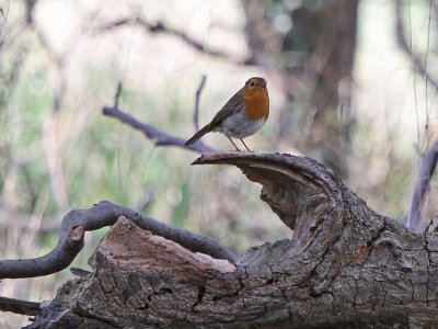 Robin on Log 2