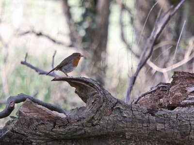 Robin on Log