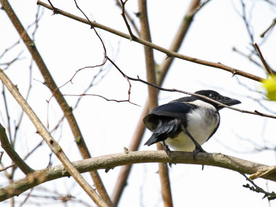 Young Magpie 2