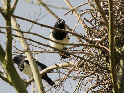 Two of Three Magpies