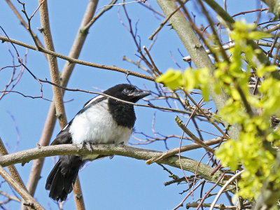 Young Magpie