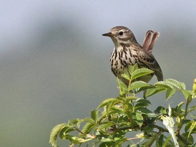 Skylark