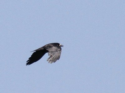 Rook