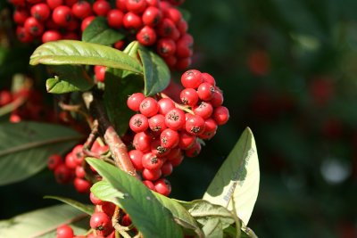 Birds Winter Food