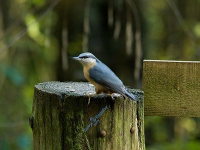 Nuthatch