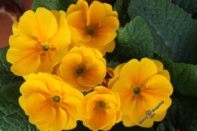 Polyanthus