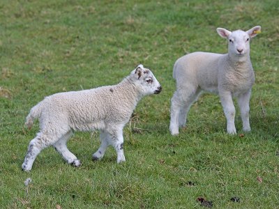 Spring Lambs 1