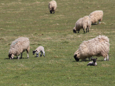 Spring Lambs 2