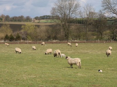Spring Lambs 3