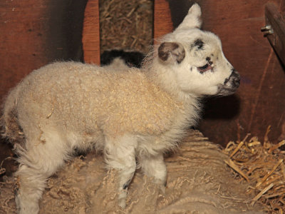 Spring Lambs 5