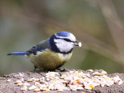 Blue Tit