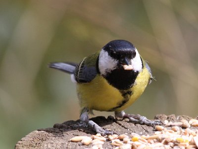 Great Tit