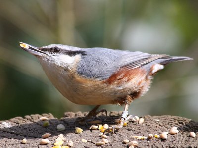 Nut Hatch _1