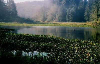 big_pond.jpg