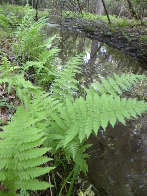 Creekside Ferns