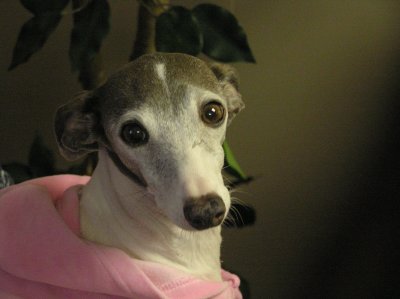 Tish the Italian Greyhound