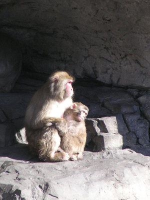 Central Park Zoo: Monkeys