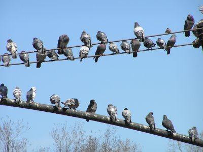Central Park Pigeons