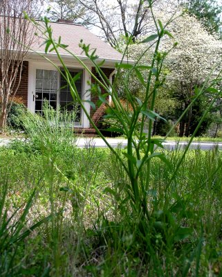 Bug's Eye View of My House