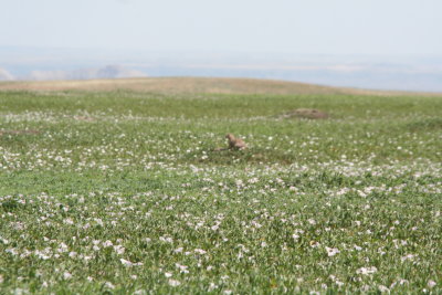 Prairie Dog