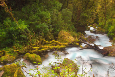 Mossy Logs Over Marion